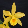 Blc. Golden Tang 'Angel Orchids No. 1'